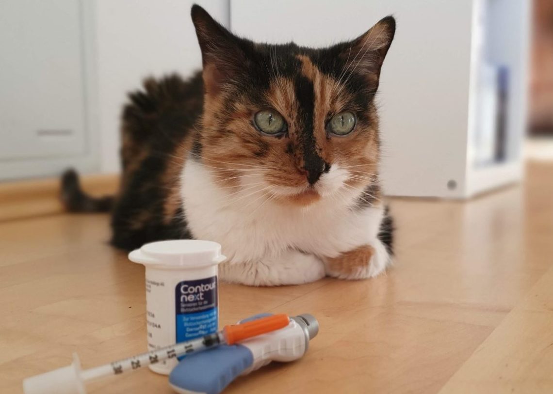 Geruch Bei Alter Katze Durch Diabetis