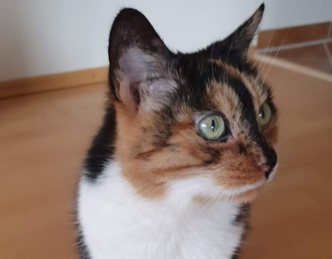 Meine Katze Hat Diabetes Was Kostet Das Katzendiabetes